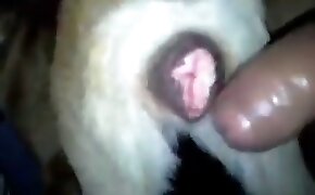 Pistolando uma bucetona melada e gozando nela - guy fucks animal, zoophilia fuck porn