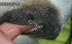 gay bestiality, beastiality videos