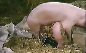 beastiality videos, zoophilia videos